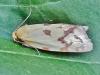 Agapeta hamana